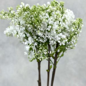 Syringa Madame Florent Stepmam