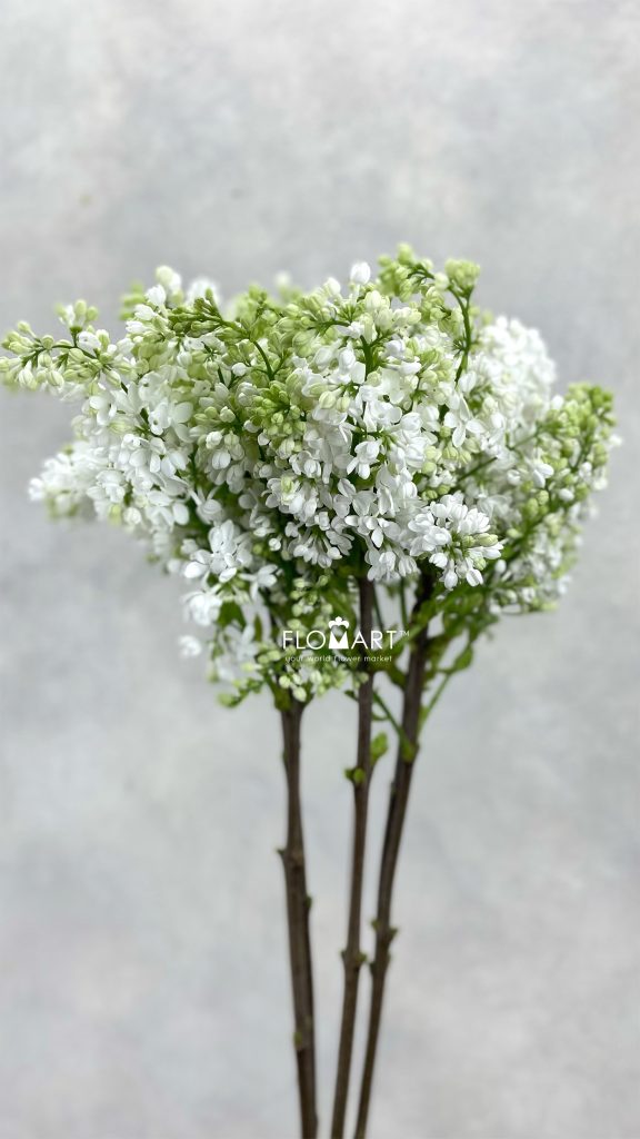 Syringa Madame Florent Stepmam