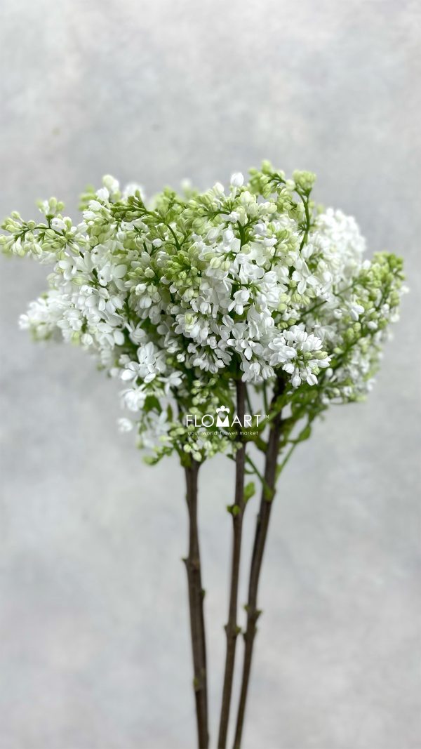 Syringa Madame Florent Stepmam