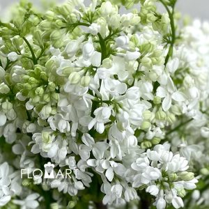 Syringa Madame Florent Stepmam - Image 2