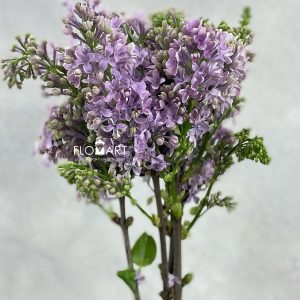 Syringa Ruhm Von Horstenstein