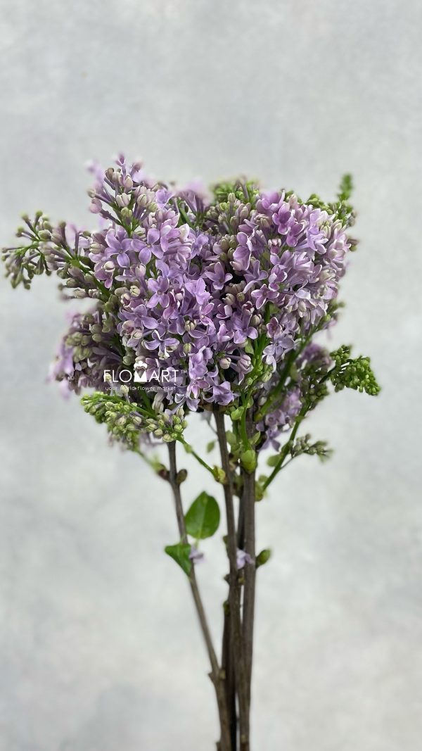 Syringa Ruhm Von Horstenstein