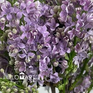 Syringa Ruhm Von Horstenstein - Image 2