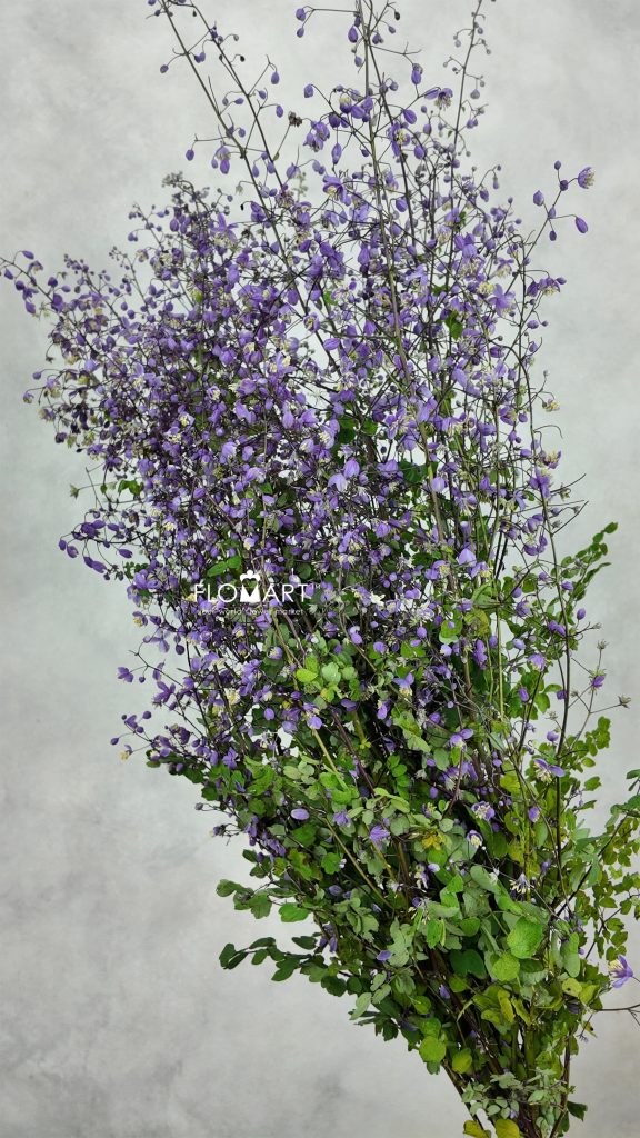 Thalictrum Purple