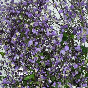 Thalictrum Purple - Image 2