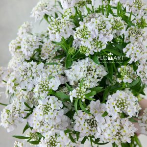 Thlaspi Candy Blush