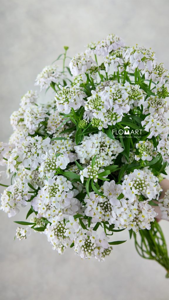 Thlaspi Candy Blush