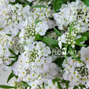 Thlaspi Candy Blush - Image 2