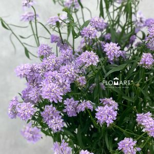 Thlaspi Candy Light Purple
