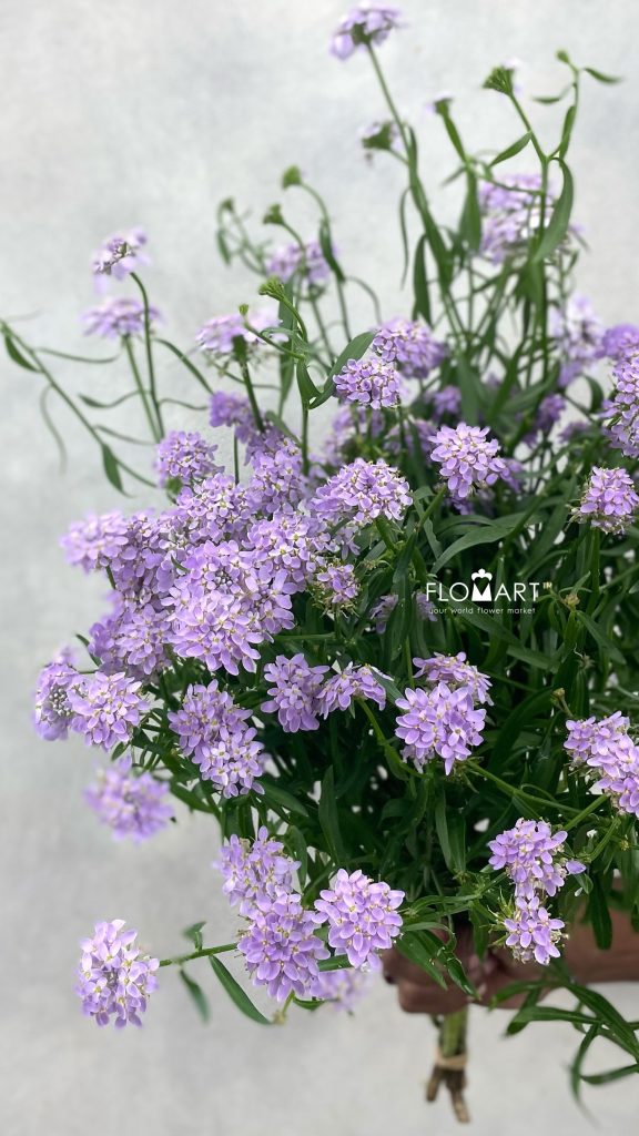Thlaspi Candy Light Purple
