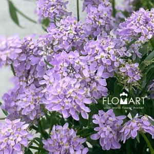 Thlaspi Candy Light Purple - Image 2