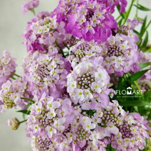 Thlaspi Candy Pink