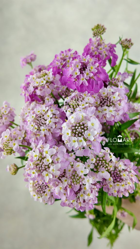 Thlaspi Candy Pink