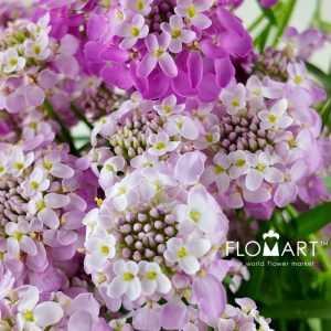 Thlaspi Candy Pink - Image 2