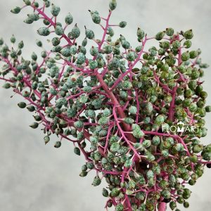 Tillan Berry