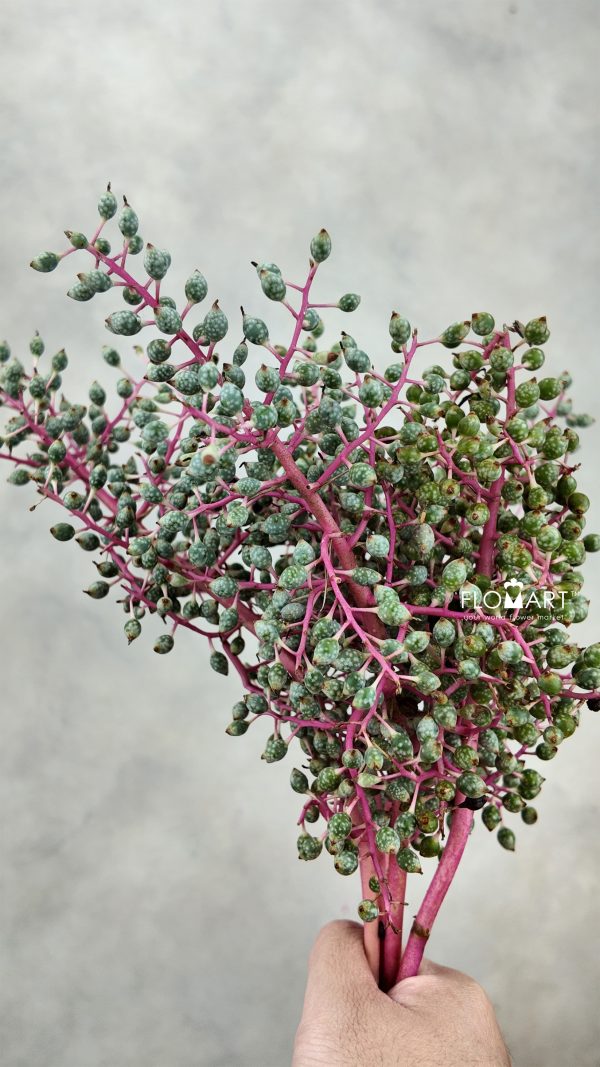 Tillan Berry
