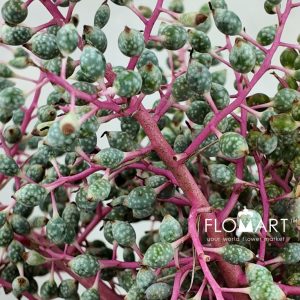 Tillan Berry - Image 2