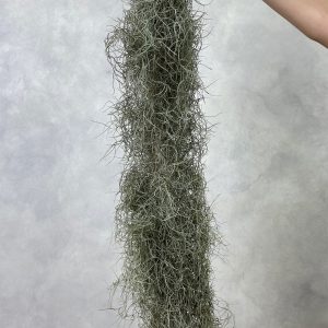 Tillan Moss
