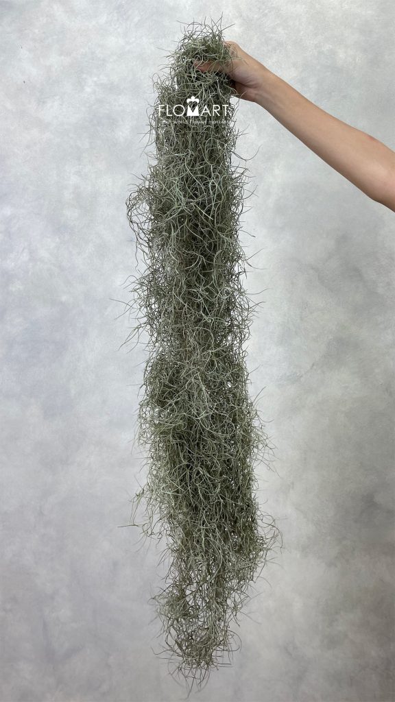 Tillan Moss