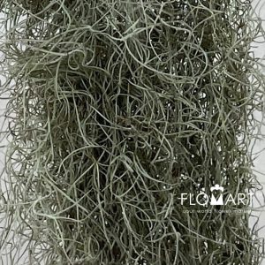 Tillan Moss - Image 2