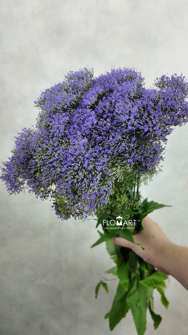 Trachelium Blue Lake Michigan Trachelium Blue Lake Michigan