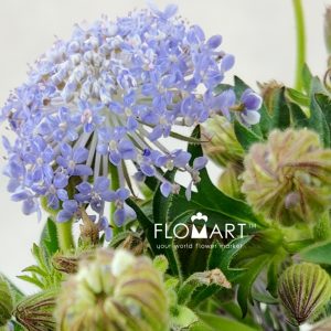 Trachymenes Light Purple - Image 2