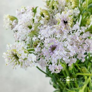 Trachymenes Pink
