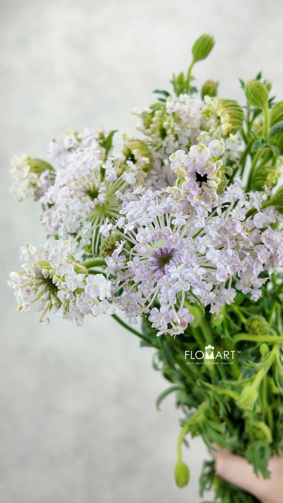 Trachymenes Pink