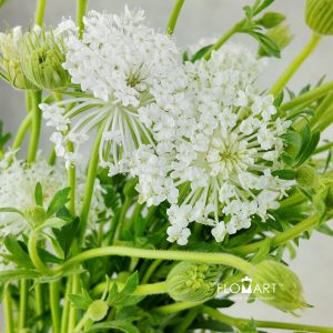 Trachymenes White