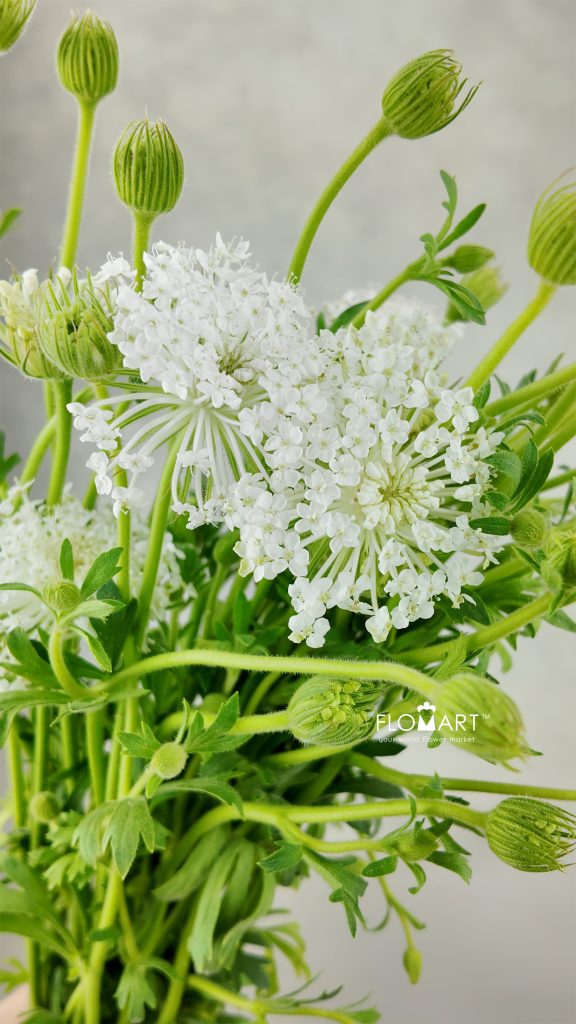 Trachymenes White