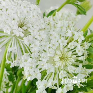 Trachymenes White - Image 2