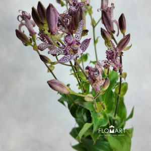 Tricyrtis
