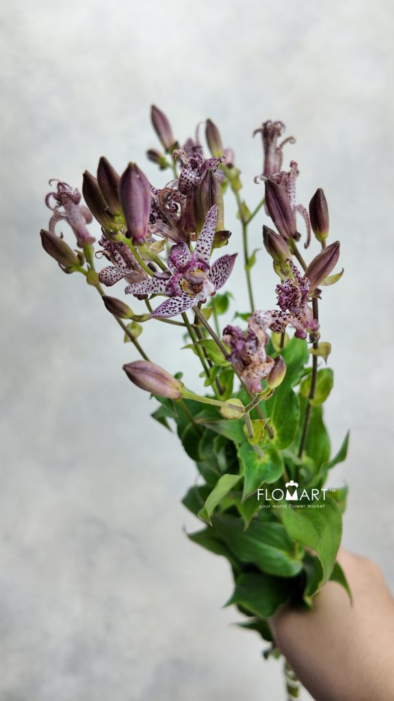 Tricyrtis