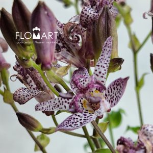 Tricyrtis - Image 2
