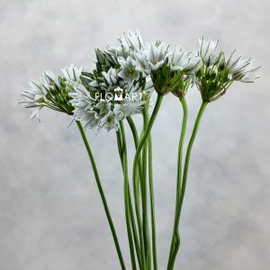 Triteleia Hyacinthina