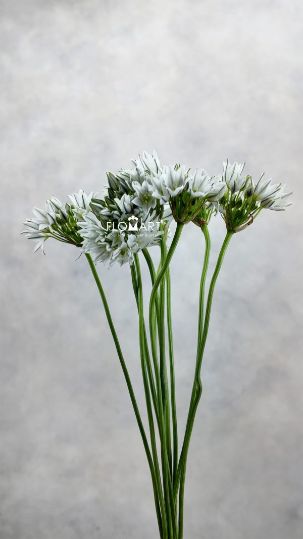 Triteleia Hyacinthina