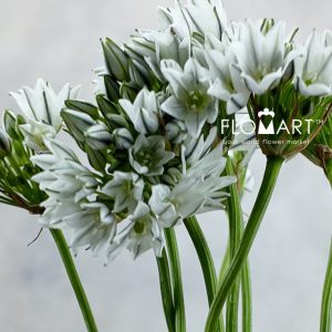Triteleia Hyacinthina - Image 2