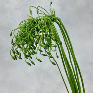 Triteleia Silver Queen