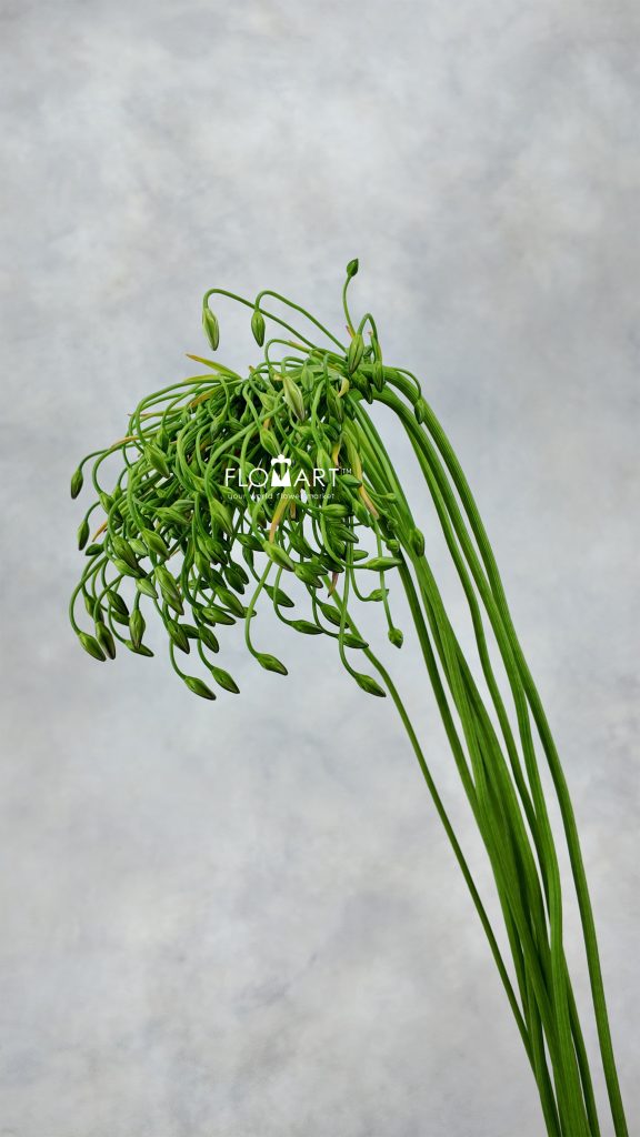 Triteleia Silver Queen
