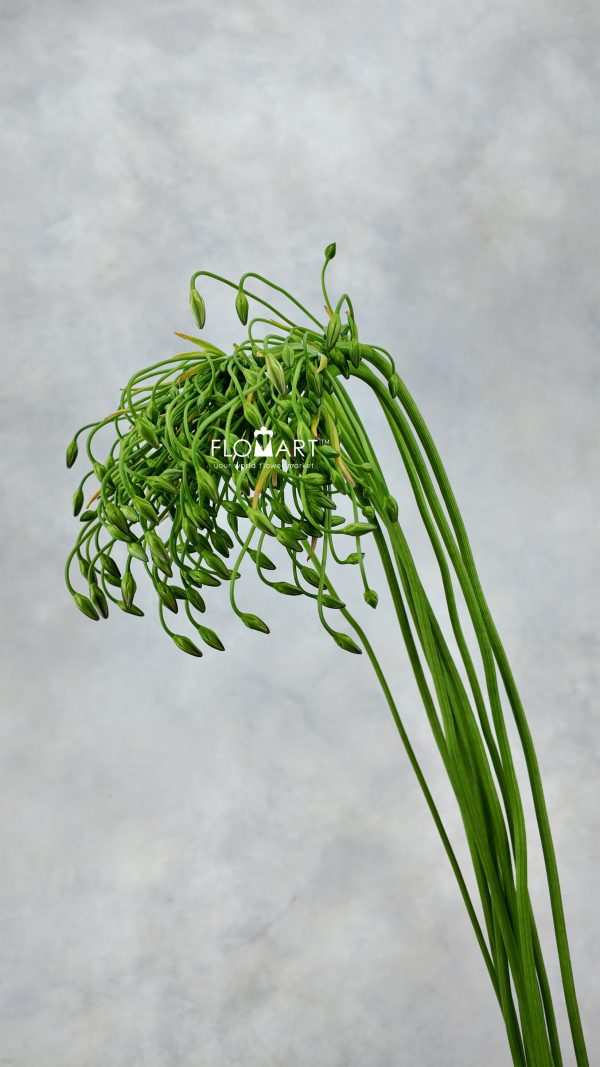 Triteleia Silver Queen Triteleia Silver Queen