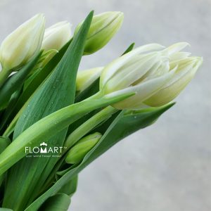 Tulip Double Mondial