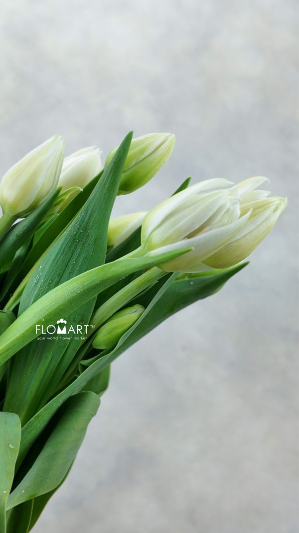 Tulip Double Mondial