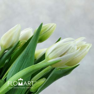 Tulip Double Mondial - Image 2