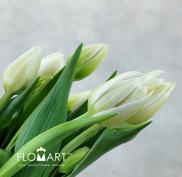 Tulip Double Mondial