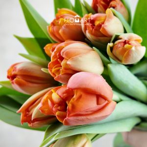 Tulip Double Queensday