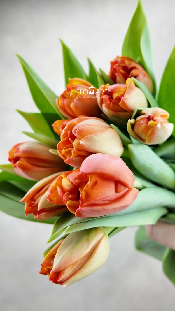 Tulip Double Queensday