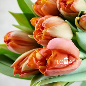 Tulip Double Queensday - Image 2