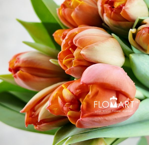 Tulip Double Queensday