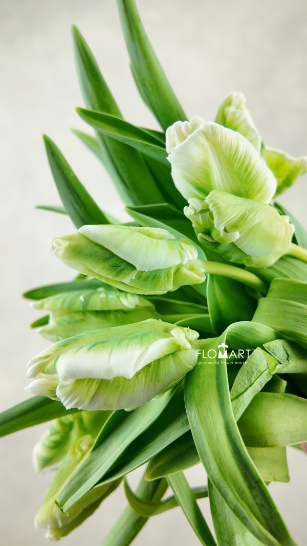 Tulip Parrot Super Parrot