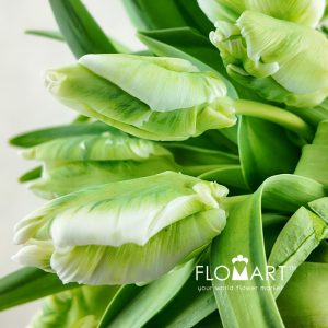 Tulip Parrot Super Parrot - Image 2